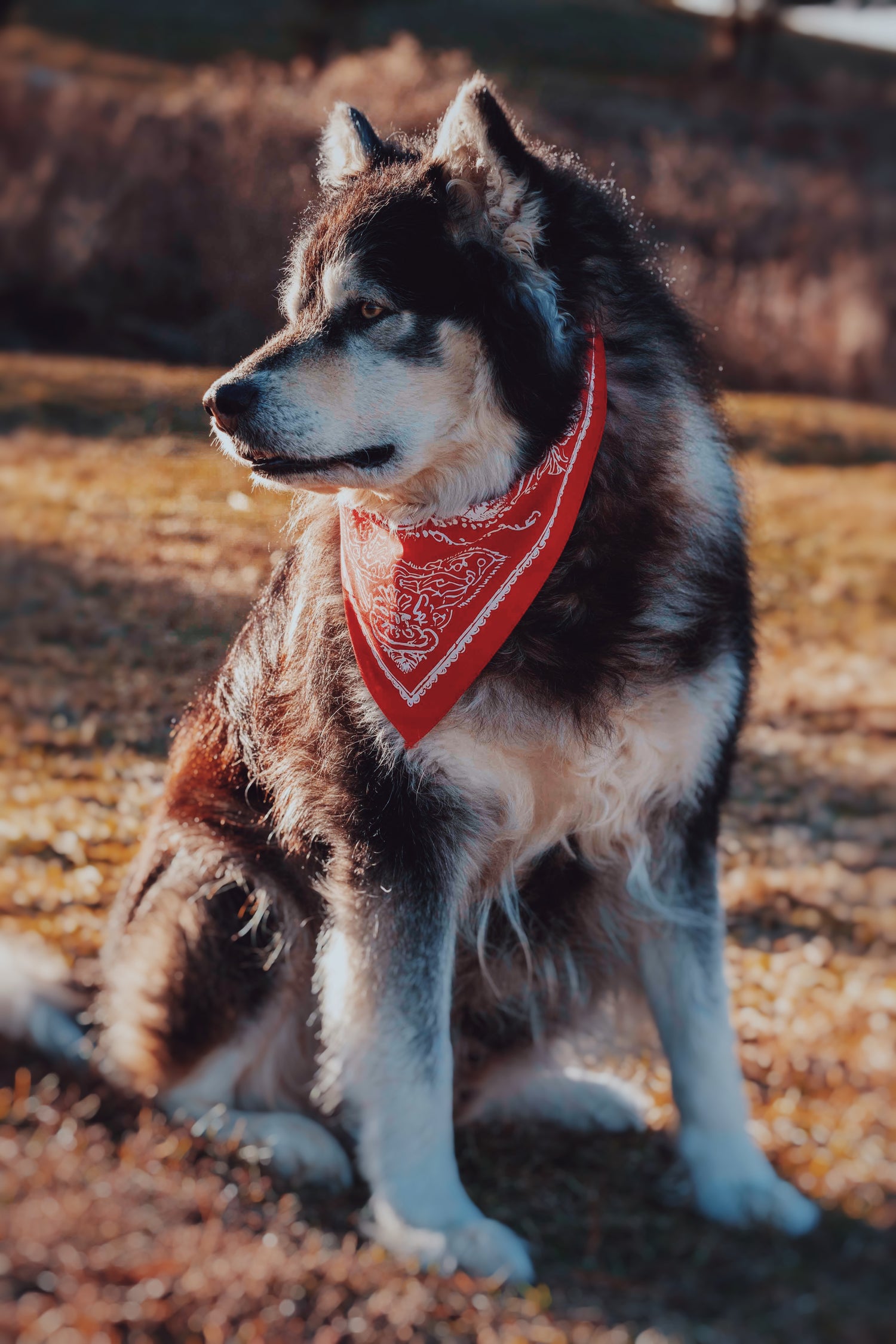 Dog wearing a red Brave Biltong bandana sitting on a grassy field
