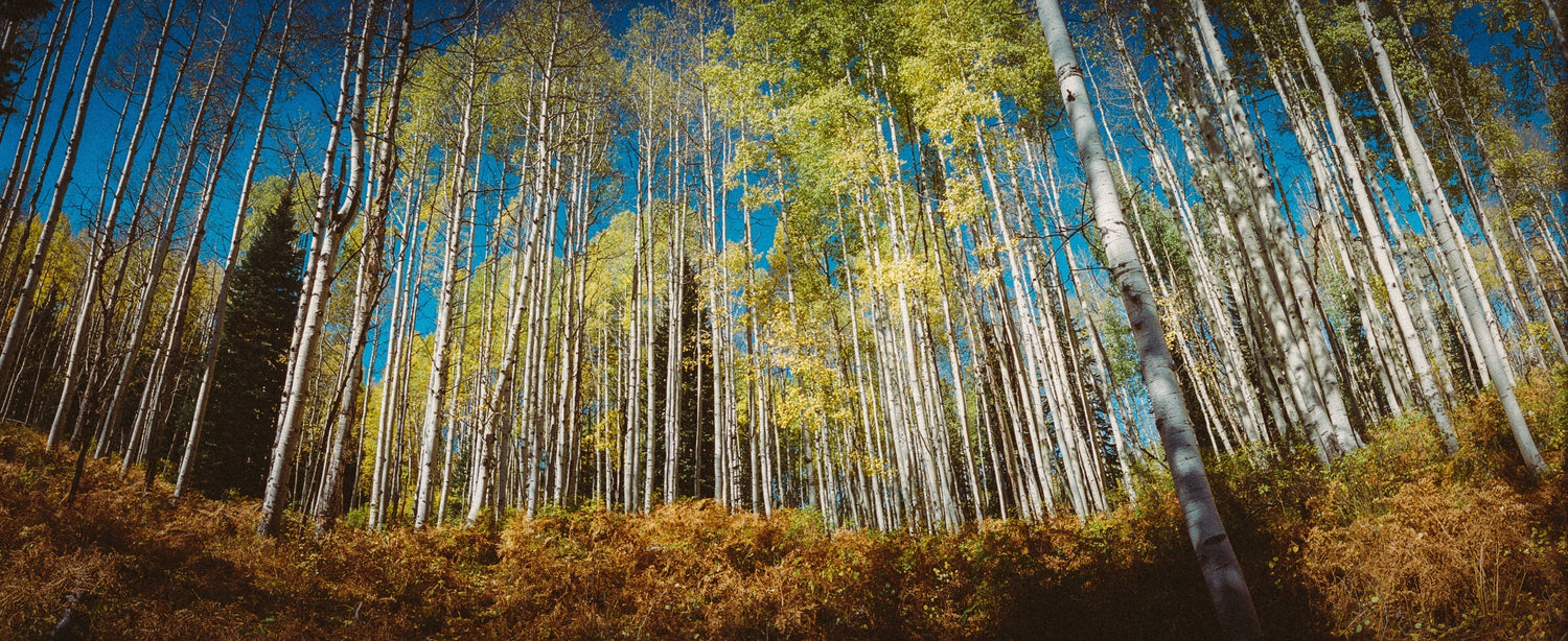 Celebrating Earth Day with Ingredients from Across the Globe