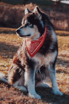 Dog wearing a red Brave Biltong bandana sitting on a grassy field